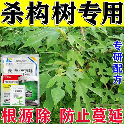 构树刺槐灌木野酸枣野枸杞药络石藤葛藤爬山虎拉拉秧除草剂灌木