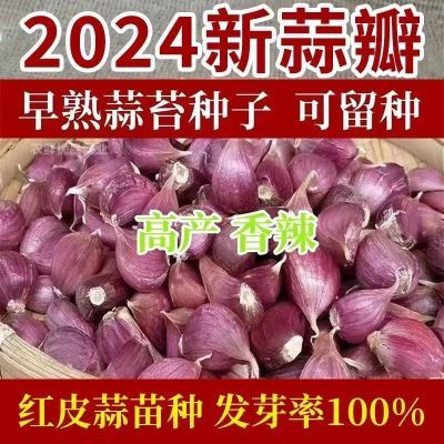 2024早熟早蒜正宗紫皮大蒜种子香蒜红皮蒜苔蒜薹蒜瓣红根蒜苗正品