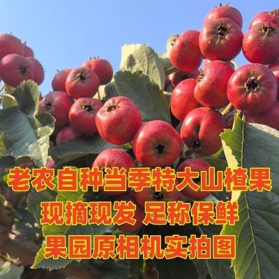 山楂冰糖葫芦罐头山楂材料产地直发现摘现发树上自然熟新鲜大山楂