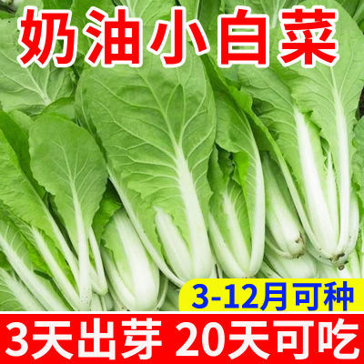 四季奶油小白菜耐热耐寒速生阳台小青菜庭院盆栽四季蔬菜快菜种籽