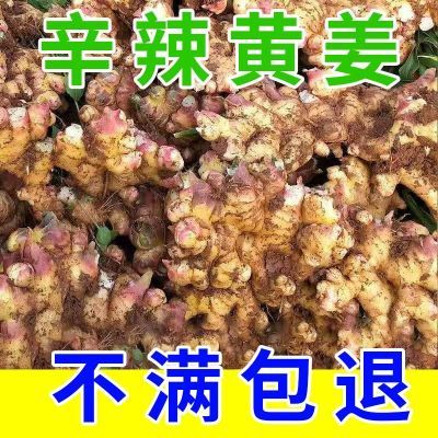 【超低价】正宗云南小黄姜生姜新鲜食用正宗小黄姜特级黄姜整箱装