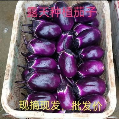 贵州当季绿色露天种植秋茄子圆茄子茄子圆茄子整箱新鲜批发价紫红