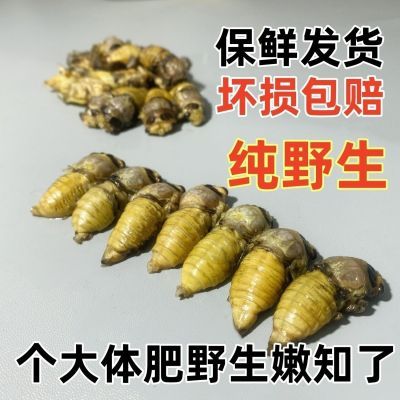 山特产瓶装大白蝉嫩知了脱壳白知了鲜货知了金蝉新鲜冷冻食用大号