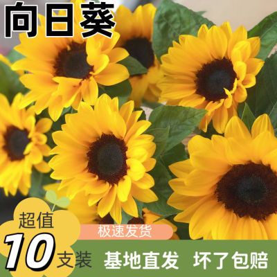 向日葵太阳花鲜花水培插花易养活摆地摊送人小清新室内客厅摆件