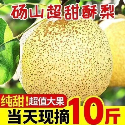 【正宗百年砀山酥梨】冰糖雪梨新鲜水果多汁皇冠梨丰水梨青梨批发