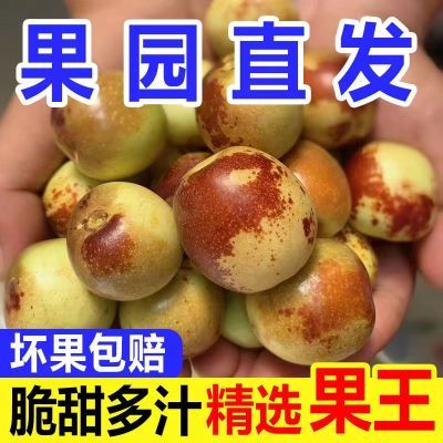 【果园现摘】陕西大荔冬枣脆甜冬枣新鲜水果鲜枣大枣脆枣包邮