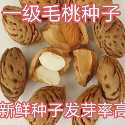 当年新采毛桃种子山桃种子新采毛桃核野生毛桃树种子嫁接砧木正宗