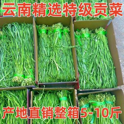 特级贡菜干5-10斤整箱商用批发火锅食材正宗苔干散装凉拌干货