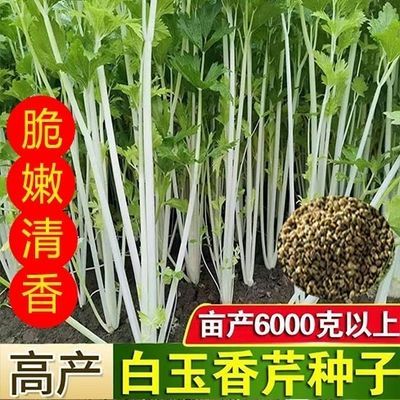 四季白玉实芹种子白杆香芹耐热耐寒高产庭院盆栽白芹菜新鲜薄皮子