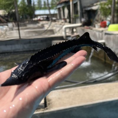 鲟龙鱼活体鱼鲟鱼苗冷水鱼淡水鱼鲜活鱼观赏鱼中国鲟鱼