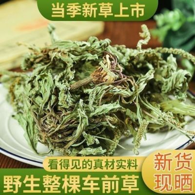 车前草野生泡茶整株新鲜无硫清热干泡水喝车前草茶车前草全草批发