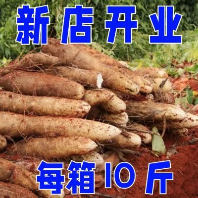 批发价】云南山药灵芝秤砣山药现挖新鲜正宗糯米甜糯山药整箱包邮