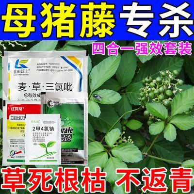 母猪藤除草剂连根拔专杀藤类打草药五叶藤络石藤烂根强效斩草除