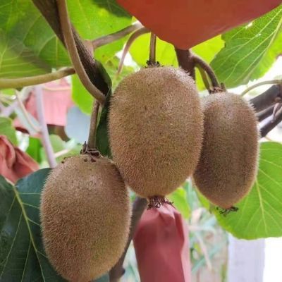 陕西眉县猕猴桃徐香猕猴桃水果奇异果鲜猕猴桃5斤装应季水果