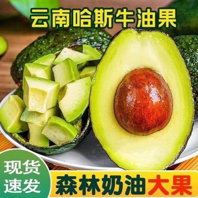 【国货之光正宗哈斯】云南牛油果国产哈斯新鲜牛油果辅食大果包邮