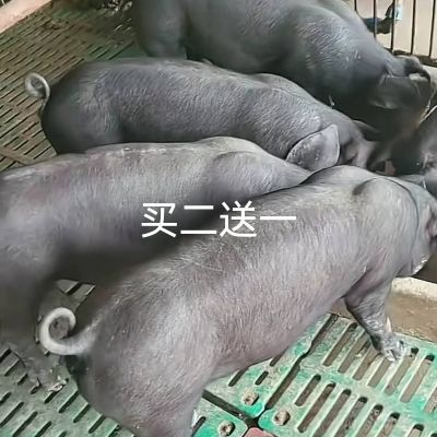 繁殖后代猪崽纯种黑土苏太黑猪猪苗散养育肥母猪瘦肉型猪精