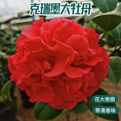 克瑞墨香浓香型庭院盆栽茶花耐寒阳台内外客厅室内大红四季牡丹