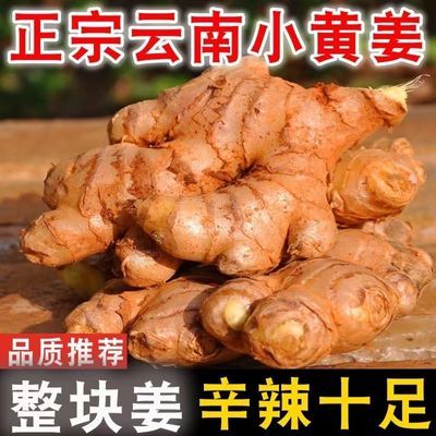 【热卖抢购688w+】云南新鲜当季小黄姜生姜现挖现发包邮鲜姜生姜