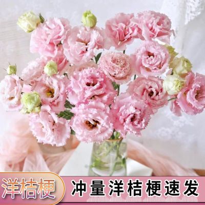 康乃馨洋桔梗鲜花云南昆明斗南花卉基地直发家庭水养插花