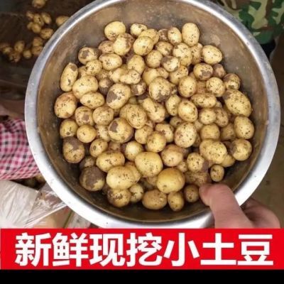 正品老高山黄皮黄迷你土豆超小心迷你小土豆老品种洋芋,恩施发货