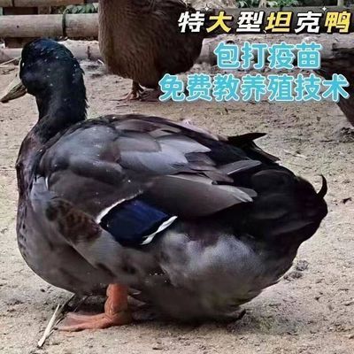 【现货】正宗坦克鸭活体麻鸭黑番鸭绿壳蛋鸭活苗大种鸭苗双黄蛋鸭