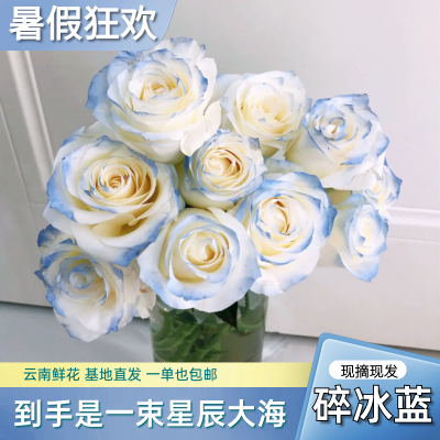 碎冰蓝玫瑰洋桔梗鲜花喷色鲜花新颖浪漫生日礼物情人节送人