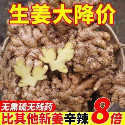 农家自种小黄姜新鲜现挖生姜月子姜土生姜适用时蔬整箱新鲜多汁姜