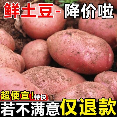 【批发价】云南高原红皮黄心土豆马铃薯新鲜蔬菜红皮土豆整箱批发