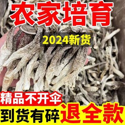 【八月新货】古田特产鹿茸菇干货脆脆菇虫草鹿耳菇菌菇非喜字贴