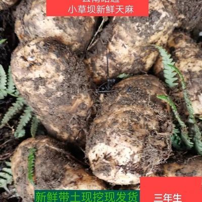 天麻新鲜云南昭通正宗小草坝纯天然天麻原产地发货食用煲汤炖鸡汤