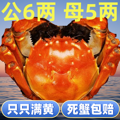 活蟹大闸蟹鲜活特大螃蟹新鲜鲜活全母公河蟹阳澄湖镇6/5两装含绳