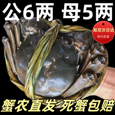 活蟹大闸蟹鲜活特大螃蟹新鲜鲜活全母全公湖蟹阳澄湖镇5两装含绳