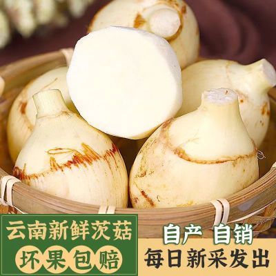 云南正宗白心茨菇现挖新鲜大茨菇粉糯农家白马蹄火锅当季整箱包邮