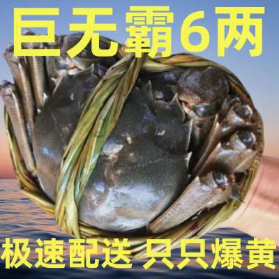 活蟹大闸蟹鲜活特大螃蟹新鲜鲜活全母全公河蟹阳澄湖镇3/12只含绳