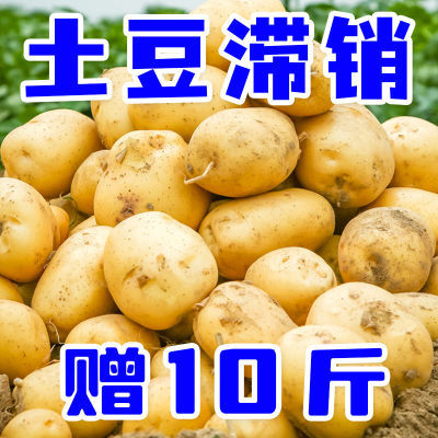 569万+复购】云南黄皮土豆10斤新鲜洋芋3/5斤蔬菜芋头马铃薯批发