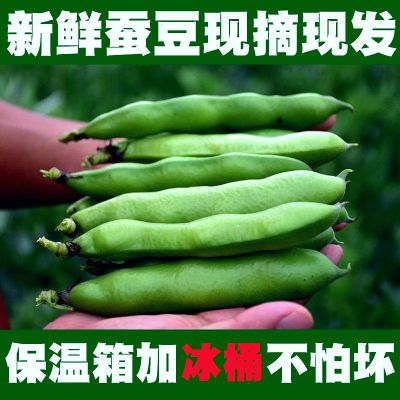 甘肃定西带壳新鲜蚕豆农家露天新鲜罗汉豆胡豆1斤5斤7斤10斤