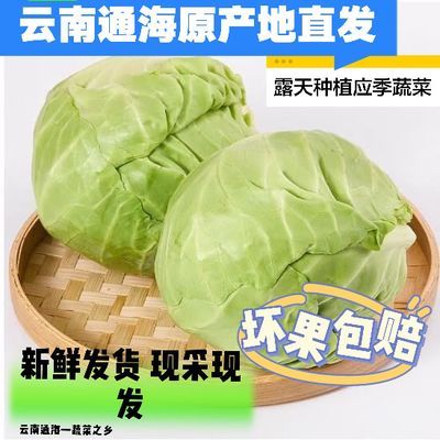 云南高原新鲜蔬菜铁头包菜甘蓝便宜带老叶发货农家绿色秋播当季