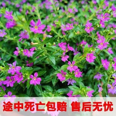 满天星盆栽室内阳台带花苞四季开花不断植物办公桌面好养观花绿植