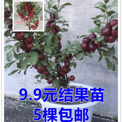 钙果苗欧李农大超欧系列当年开花结果鲜食补钙大田盆栽种子果树苗