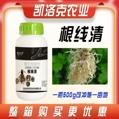 根线清根结线虫专用淡紫拟青菌紫孢菌番茄辣椒蔬菜果树瘤线虫克星