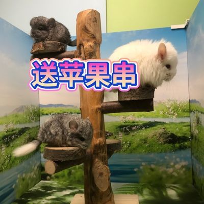 松鼠树桩松鼠龙猫蜜袋鼯攀爬玩具苹果木树桩苹树杈踏板跳台磨牙类