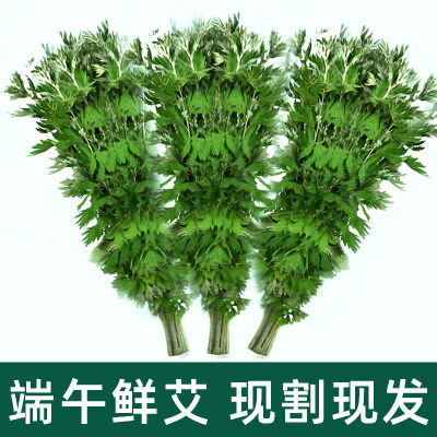 端午节新鲜艾草艾叶散装整棵家用产后月子泡脚药包野生干艾蒿花束