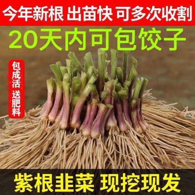 【顺丰包邮】紫红根韭菜根苗韭菜苗当季韭菜新鲜四季阳台耐冻耐寒