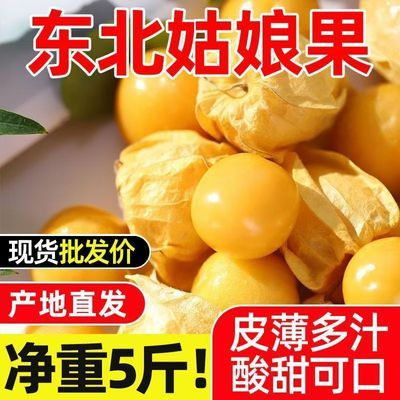 东北黄菇娘小金豆姑娘果薄皮姑娘果灯笼果黄金豆新鲜大果一整箱