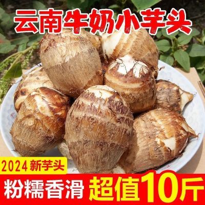 2024年云南牛奶小芋头新鲜高品质芋头新鲜宝宝辅食蘸糖吃现挖