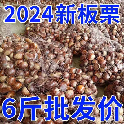 【6斤特价】现摘丹东板栗生栗子新鲜有机栗子油锥栗蔬菜半斤批发