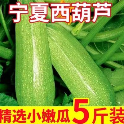 宁夏西葫芦,新鲜角瓜,现摘现发