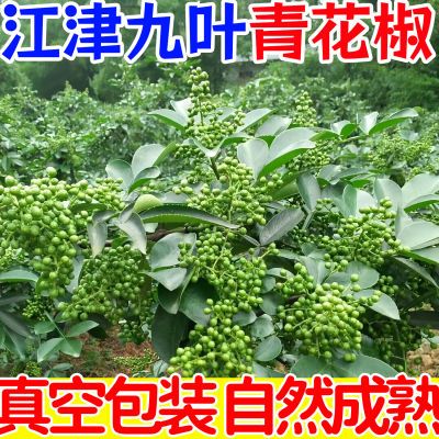 重庆江津青花椒藤椒新鲜真空保鲜花椒批发新鲜藤椒特麻特香湿花椒