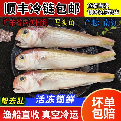 马头鱼海钓深海冷冻潮汕海鲜水产方头鱼马面鱼海鱼新鲜斧头鱼