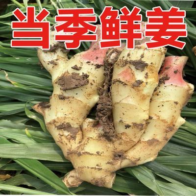 【新客立减】新鲜现挖脆嫩农家自种汤泡醋嫩姜芽当季生姜月子姜